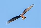 Long-winged Harrier